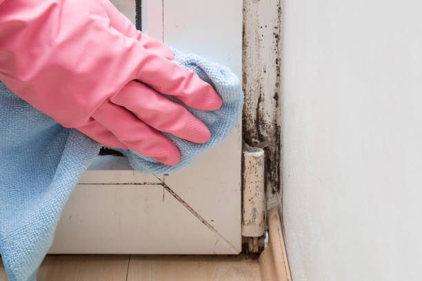 Why You Should Choose Our Mold Remediation Services in Nahunta, GA